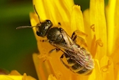 Lasioglossum albipes